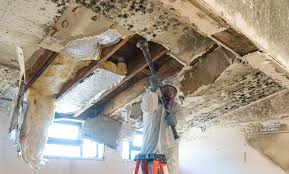 Why You Should Choose Our Mold Remediation Services in North Conway, NH